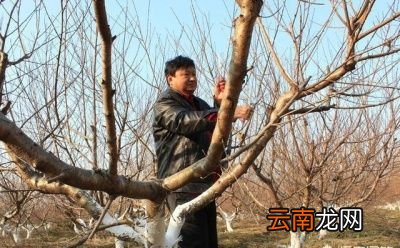 果树冬剪的好处