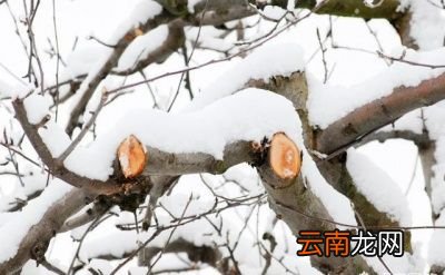 果树冬剪的好处