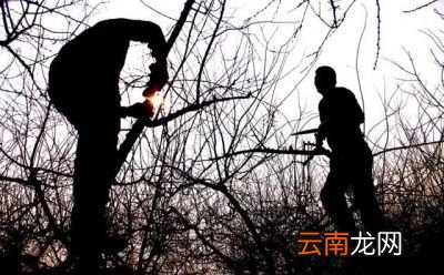 果树何时进行剪枝