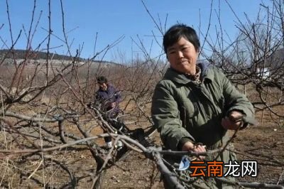 果树何时进行剪枝