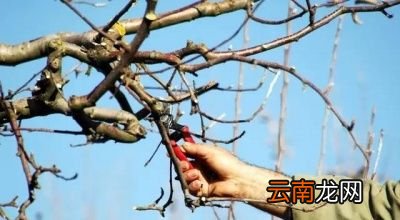 果树何时进行剪枝