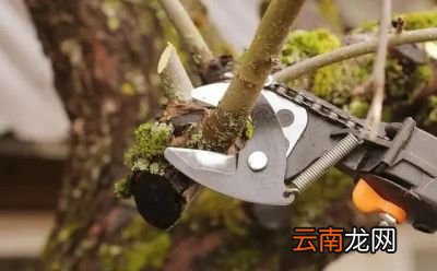 果树何时进行剪枝