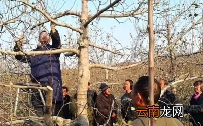 果树何时进行剪枝