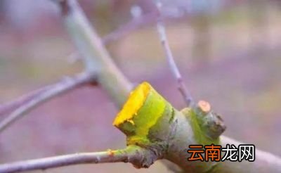果树何时进行剪枝