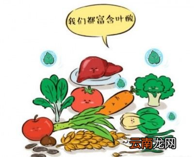 哪些食物含有叶酸呢