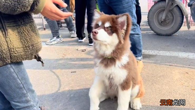 阿拉斯加什么颜色最贵 阿拉斯加犬价格表