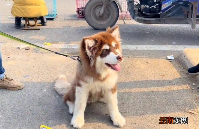 阿拉斯加什么颜色最贵 阿拉斯加犬价格表