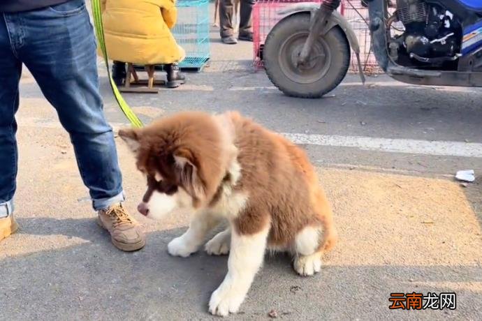 阿拉斯加什么颜色最贵 阿拉斯加犬价格表