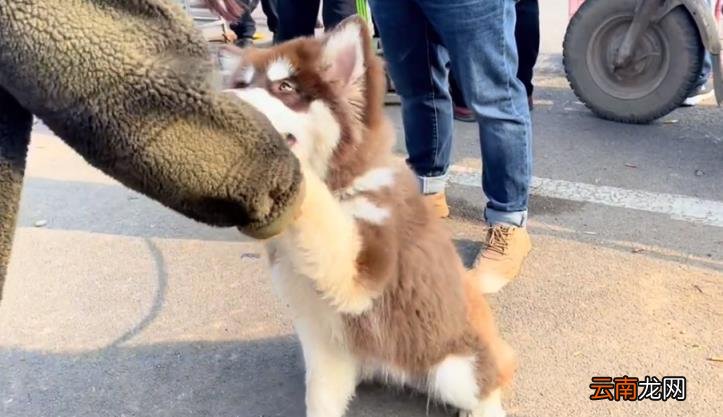 阿拉斯加什么颜色最贵 阿拉斯加犬价格表
