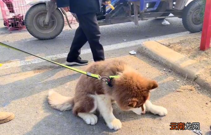 阿拉斯加什么颜色最贵 阿拉斯加犬价格表