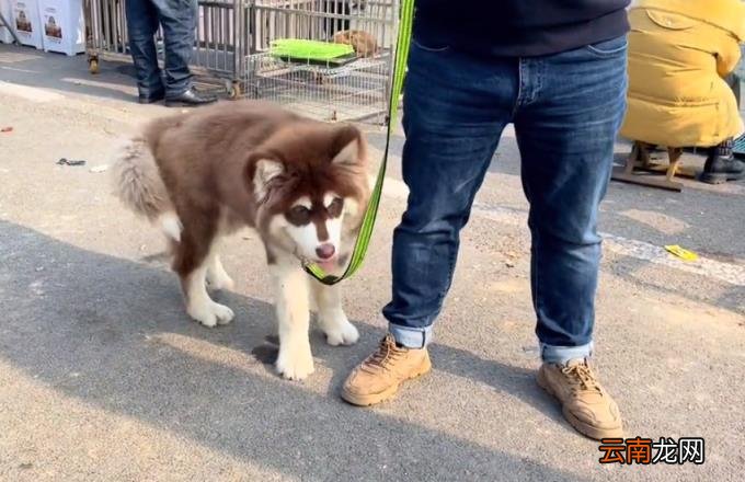 阿拉斯加什么颜色最贵 阿拉斯加犬价格表