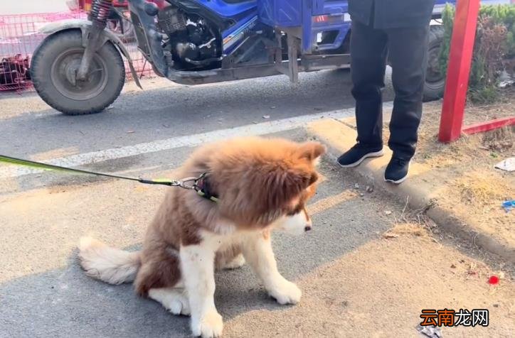 阿拉斯加什么颜色最贵 阿拉斯加犬价格表