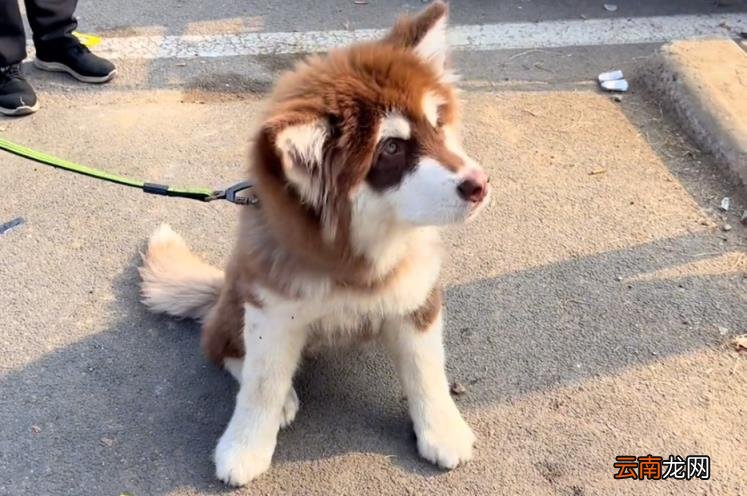 阿拉斯加什么颜色最贵 阿拉斯加犬价格表