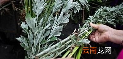 为什么要把艾草称为三年老艾