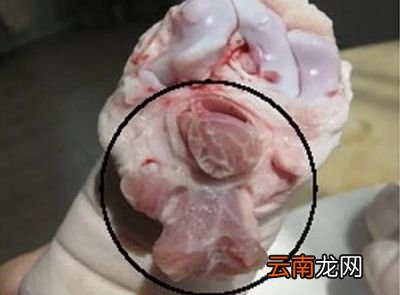 猪前蹄和后蹄口感上有什么区别