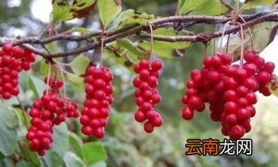 什么食物吃半个月就可以降低转氨酶