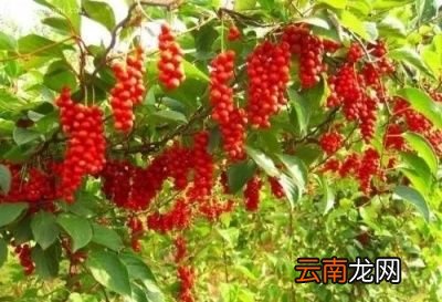 什么食物吃半个月就可以降低转氨酶