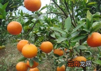 究竟用哪个树种做砧木嫁接皇帝柑比较好