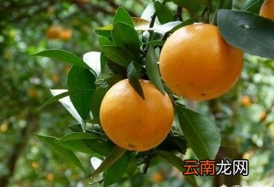 究竟用哪个树种做砧木嫁接皇帝柑比较好
