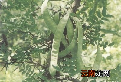 为什么皂荚树的果实可以用来当肥皂使用