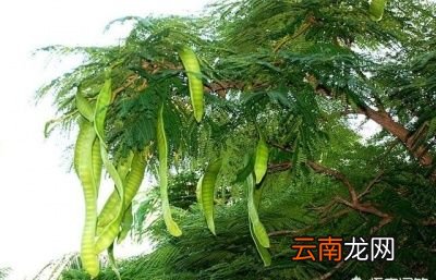 为什么皂荚树的果实可以用来当肥皂使用