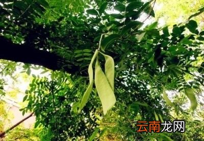 皂荚为什么能洗衣服呢