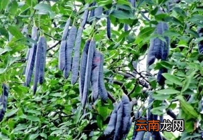 皂荚为什么能洗衣服呢