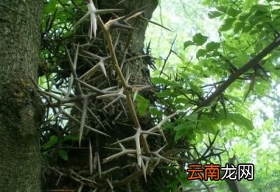 皂荚为什么能洗衣服呢