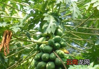下面进入正题木瓜排骨汤的做法