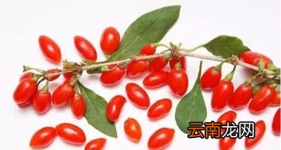 枸杞泡水喝有什么好处