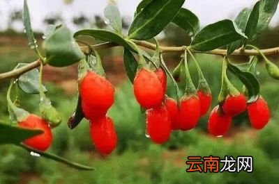 枸杞泡茶的好处