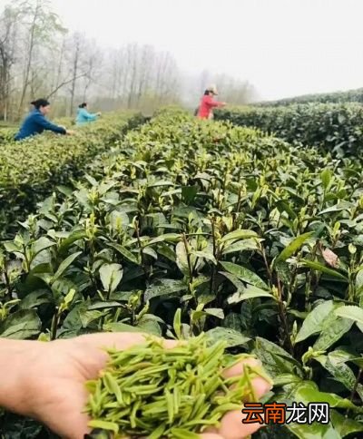 绿茶超过十年还能喝吗