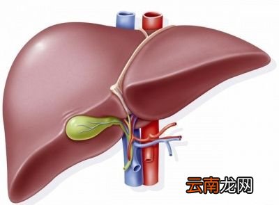 如何通过食疗养肝