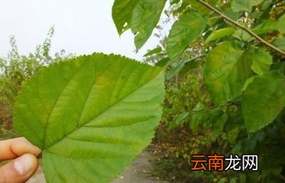 体内湿气严重有什么表现
