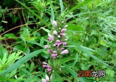 经前喝益母草好吗
