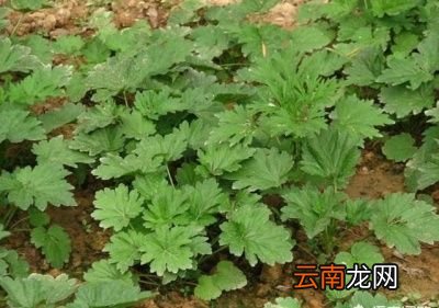 经前喝益母草好吗