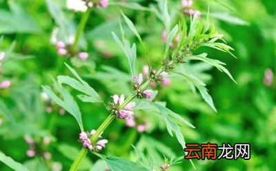 益母草长什么样