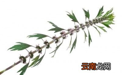益母草长什么样