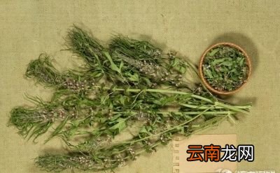 在使用益母草的时候需要注意什么呢这里有3点