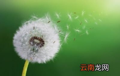 怎么合理使用蒲公英