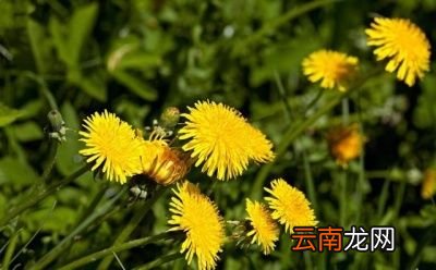 怎么合理使用蒲公英