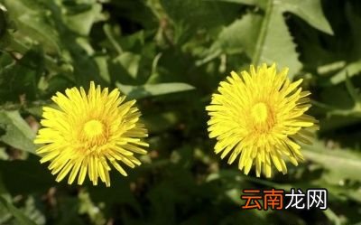 怎么合理使用蒲公英