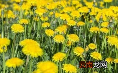 怎么合理使用蒲公英