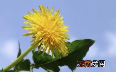 怎么合理使用蒲公英