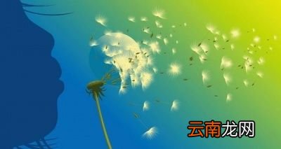 怎么合理使用蒲公英