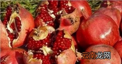 如何防治石榴出现裂果