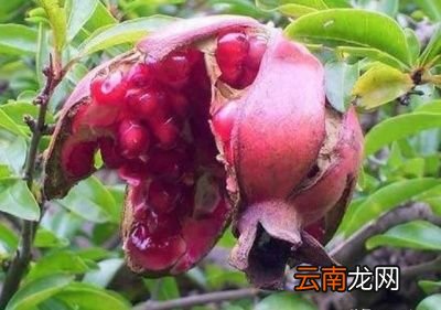 如何防治石榴出现裂果