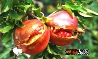 如何防治石榴出现裂果