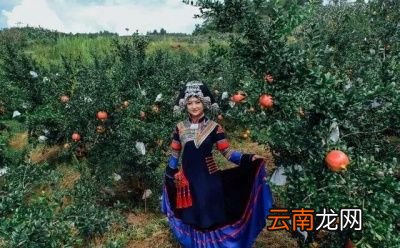 一般石榴裂果可以通过以下方法防治