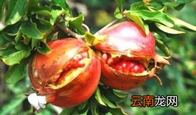 石榴裂果的原因与防治措施
